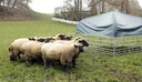 Pasture Shelter for Sheep and Goats, 2.75x2.75m,Complete Set 163677_mood01_442614+20.jpg